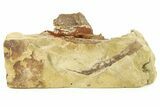 Sandstone with Hadrosaur Teeth, Tendons & Bones - Wyoming #283699-6